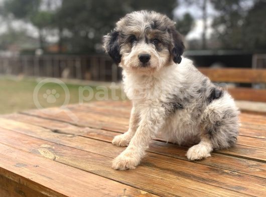 Türki̇yede Tek Aui̇ssedoodle Bebekler