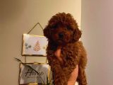 Peluş Oyuncak Gibi Toypoodle Bebekler