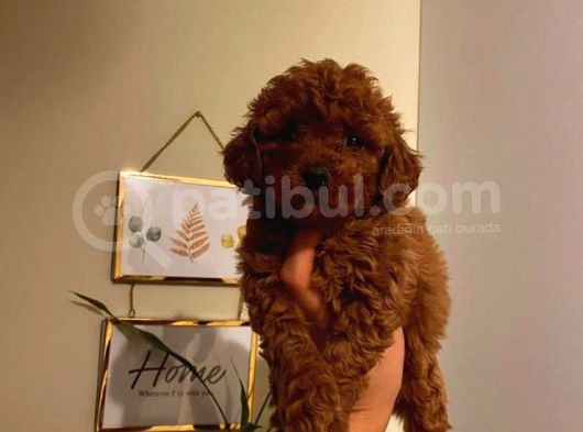 Peluş Oyuncak Gibi Toypoodle Bebekler görsel