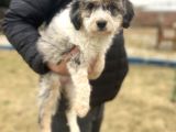 Türki̇yede Tek Aui̇ssedoodle Bebekler