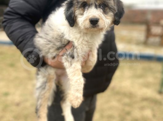 Türki̇yede Tek Aui̇ssedoodle Bebekler görsel