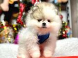 Safkan Pomeranian Boo Yavrular