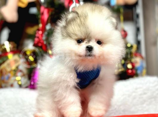 Safkan Pomeranian Boo Yavrular görsel