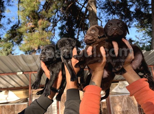 Çikolata Siyah Şampanya Labrador Yavrularımız görsel