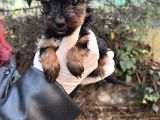 Mini Boy Yorkshire Bebekler