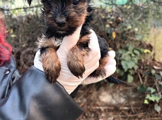 Mini Boy Yorkshire Bebekler görsel