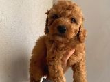 Peluş Oyuncak Gibi ToyPoodle Bebekler