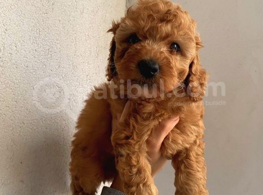 Peluş Oyuncak Gibi Toypoodle Bebekler