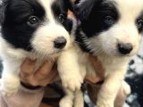 Mükemmel Kalite Renkli Gözlü Border Collie Yavrularımız