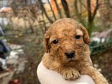 Mükemmel Poodle Yavrularımız