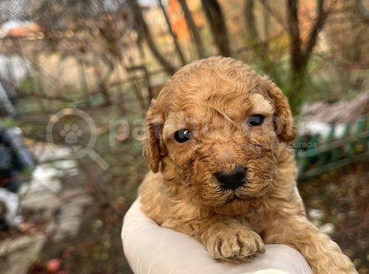 Mükemmel Poodle Yavrularımız görsel