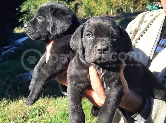 Dev Anne Baba Dan İtalyan Yavrular Cane Corso