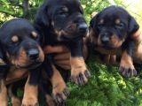 King Doberman Yavrularımız