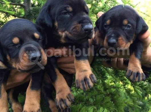 King Doberman Yavrularımız görsel