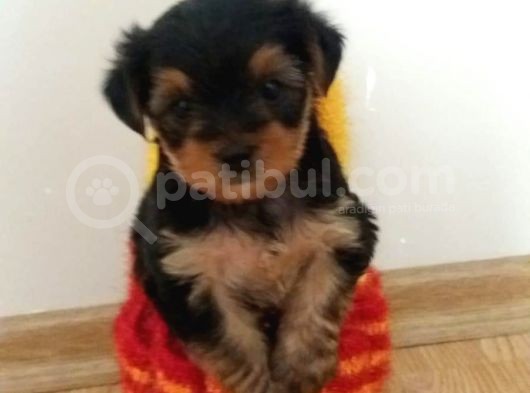 Morkie Cinsi Yavrular