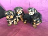Morkie Cinsi Yavrular