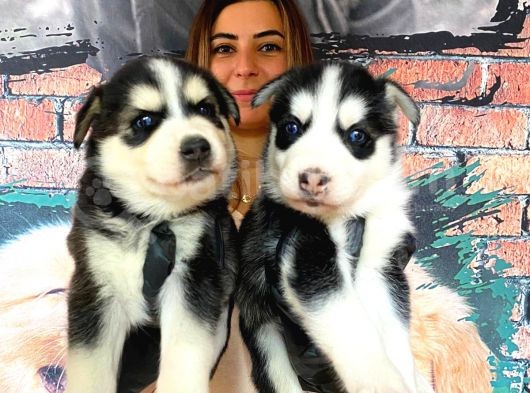 Husky Si̇bi̇rya Kurdu A Kali̇te Bebekler