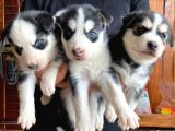 Husky Si̇bi̇rya Kurdu A Kali̇te Bebekler