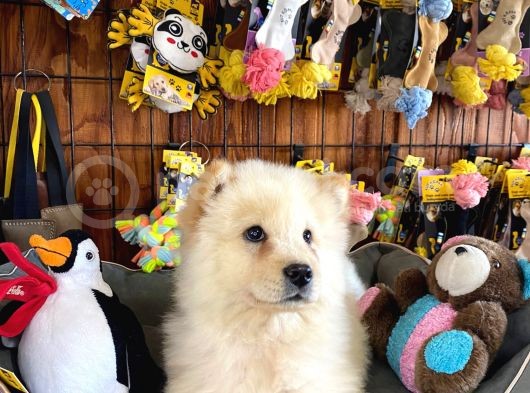 Chow Chow Çi̇n Aslani Safkan Bebekler görsel