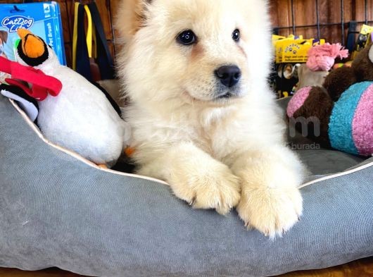 Chow Chow Çi̇n Aslani Safkan Bebekler