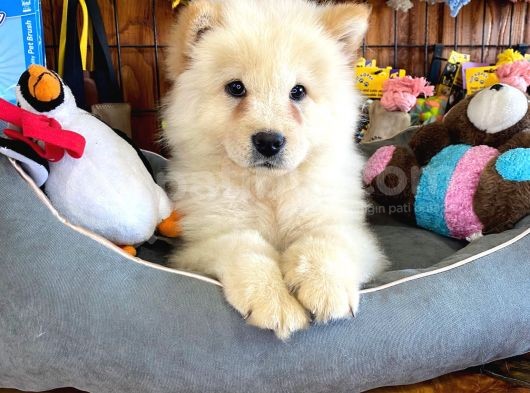 Chow Chow Çi̇n Aslani Safkan Bebekler görsel