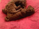 Ev Bakımı kARMA AŞILI Safkan Toy Poodle Yavrular