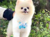 Yetişkin Erkek Pomeranian Boo Teddy Face
