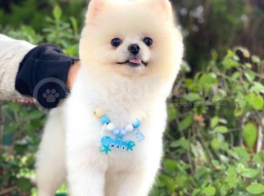Yetişkin Erkek Pomeranian Boo Teddy Face görsel