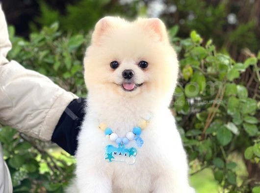 Yetişkin Erkek Pomeranian Boo Teddy Face görsel