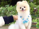 Yetişkin Erkek Pomeranian Boo Teddy Face