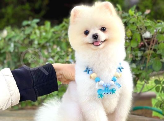 Yetişkin Erkek Pomeranian Boo Teddy Face görsel
