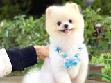 Yetişkin Erkek Pomeranian Boo Teddy Face