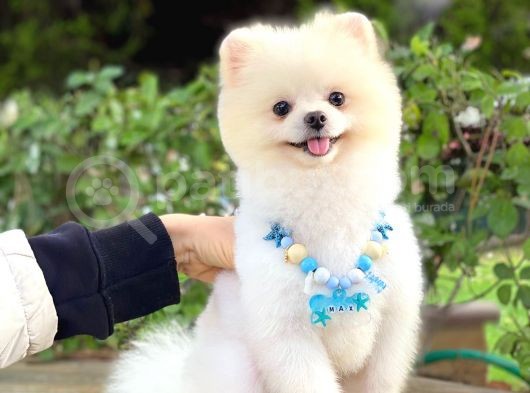 Yetişkin Erkek Pomeranian Boo Teddy Face