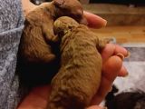 Ev Bakımı Karma Aşili Safkan Toy Poodle Yavrular