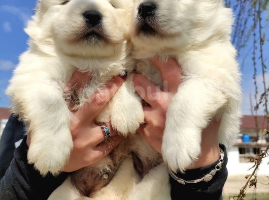 Samoyed Kar Topu Bebekler görsel