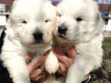 Samoyed Kar Topu Bebekler