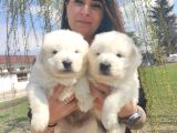 Samoyed Kar Topu Bebekler