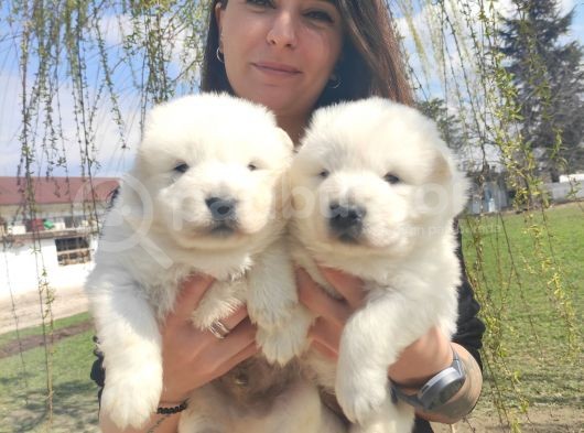 Samoyed Kar Topu Bebekler görsel
