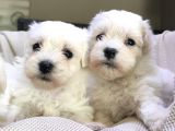Sifir Numara Maltese Terri̇er Irk Garanti̇li̇
