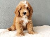 F1B Goldendoodle Yavrularimiz