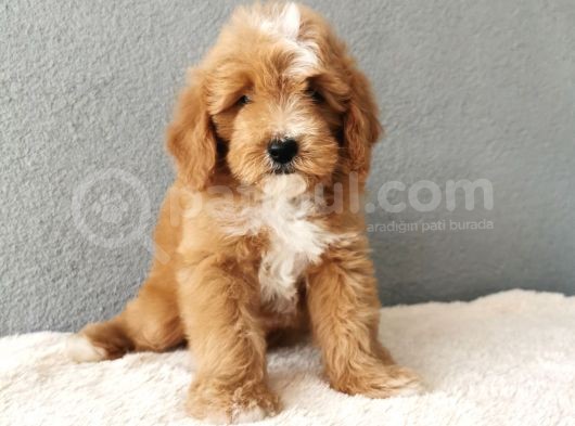 F1B Goldendoodle Yavrularimiz görsel