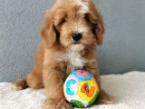 F1B Goldendoodle Yavrularimiz