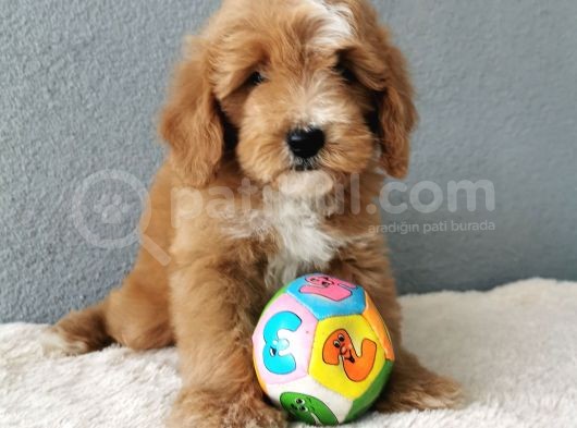 F1B Goldendoodle Yavrularimiz görsel