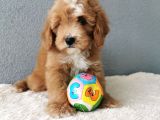 F1B Goldendoodle Yavrularimiz