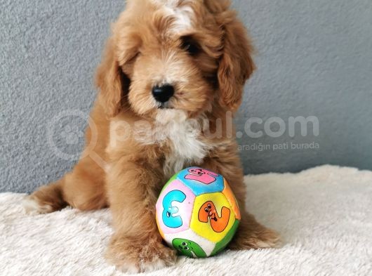 F1B Goldendoodle Yavrularimiz görsel