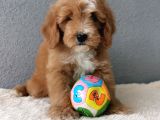 F1B Goldendoodle Yavrularimiz