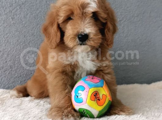 F1B Goldendoodle Yavrularimiz görsel