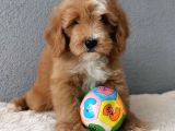 F1B Goldendoodle Yavrularimiz