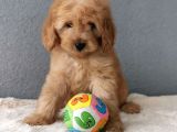 F1B Goldendoodle Yavrularimiz