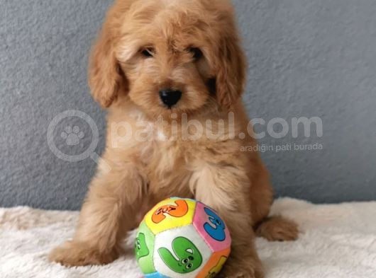 F1B Goldendoodle Yavrularimiz görsel